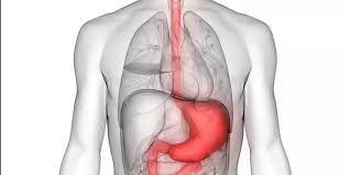 احتمال المعدة الطعام